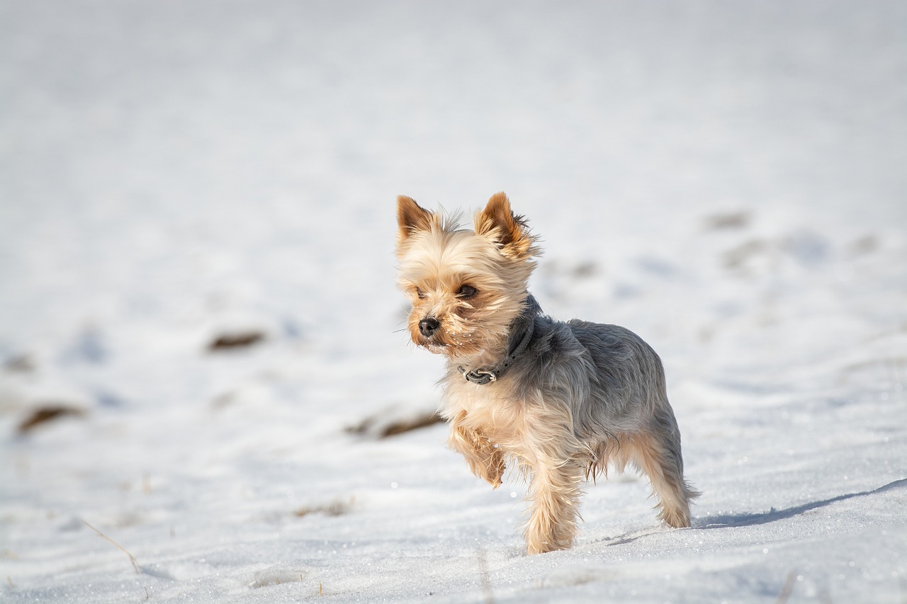 The Characteristics of the Manchester Terrier